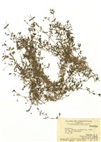 藏品(繁縷屬)的圖片